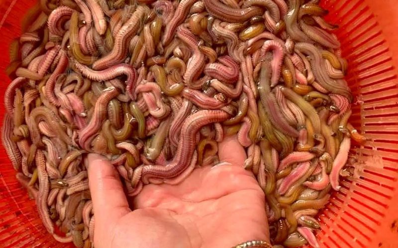 Panier rempli de **vers marins (rươi)**, spécialité saisonnière du nord du Vietnam. Ces créatures rosâtres et brunâtres, utilisées dans la cuisine locale, servent à préparer des plats traditionnels comme les galettes de rươi