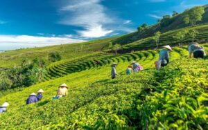 Récolte des feuilles de thé dans les plantations de Ba Vi