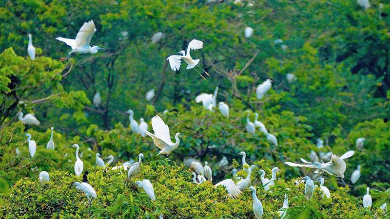 Réserve ornithologique de Bang Lang - Can Tho