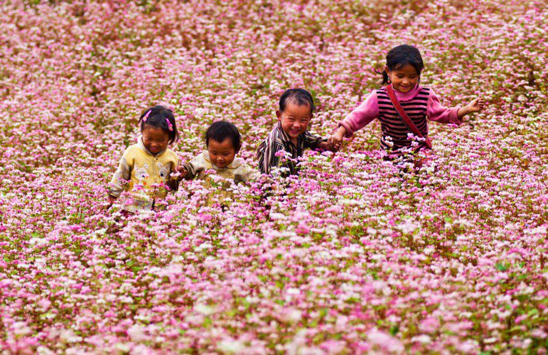 Saison des fleurs de sarrasin à Hà Giang