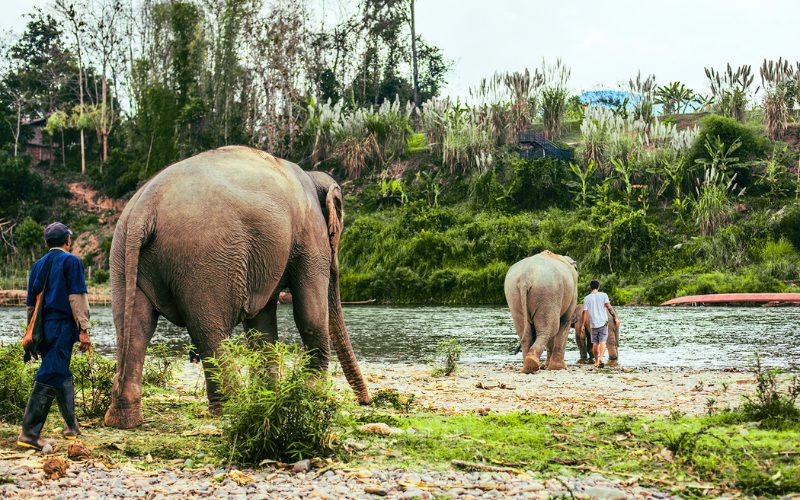 Sanctuaire des éléphants de Mandalao à Luang Prabang