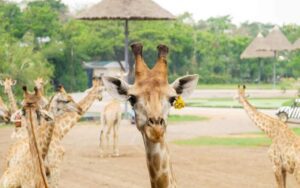 Safari World à Bangkok