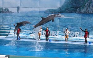 Spectacle des dauphins au Safari World à Bangkok