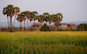 Champ agricole verdoyant au premier plan avec une rangée de palmiers au centre et quelques maisons rurales en arrière-plan sous un ciel brumeux