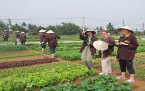 Village de légumes biologiques de Tra Que
