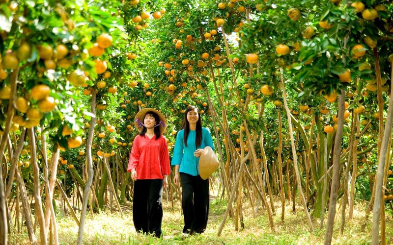 Deux femmes en tenue traditionnelle vietnamienne se promenant dans un verger luxuriant de mandariniers à Vinh Long, entourées d’arbres chargés de fruits mûrs