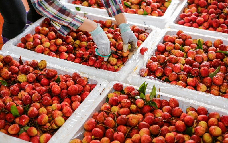 Gros plan sur des cagettes remplies de litchis rouges fraîchement récoltés à Lục Ngạn, Bac Giang, tandis qu’une personne portant des gants trie et coupe soigneusement les tiges